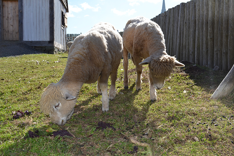 Two sheep in a sheep yard